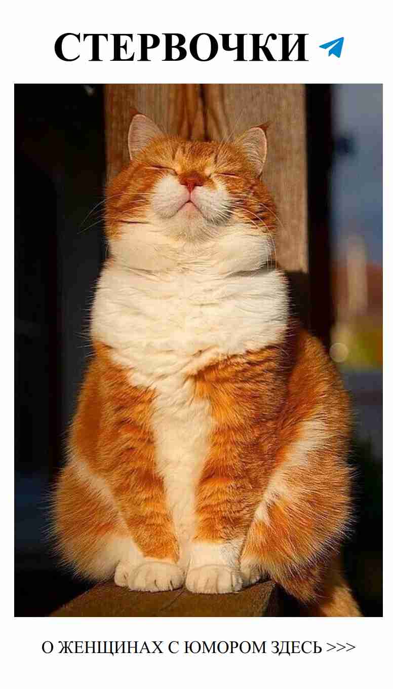 Любовь и коты: смешные моменты из жизни с пушистиками