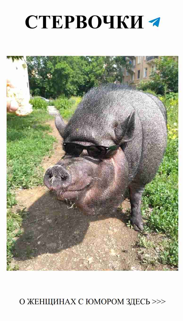 Как ухаживать за минипигом и не впасть в любовный кризис Как ухаживать за минипигом и не впасть в любовный кризис