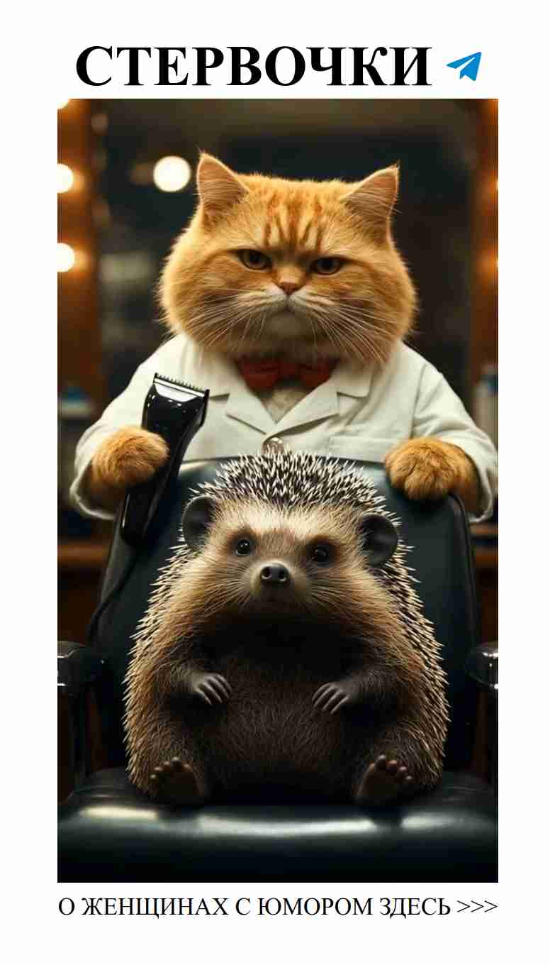 Когда любовь и стиль встречаются с оранжевым котом Когда любовь и стиль встречаются с оранжевым котом