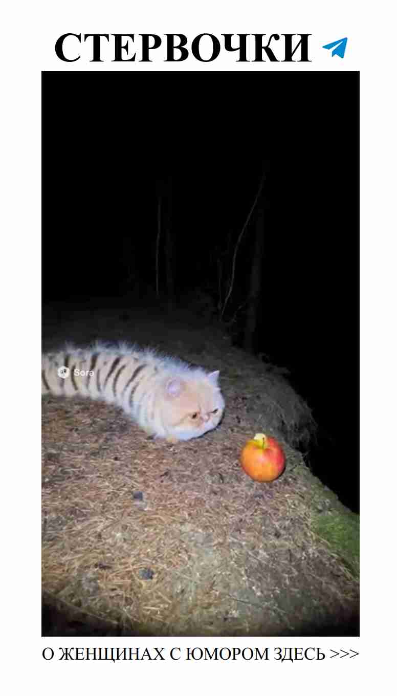 Смешные истории о любви с котогусеницей