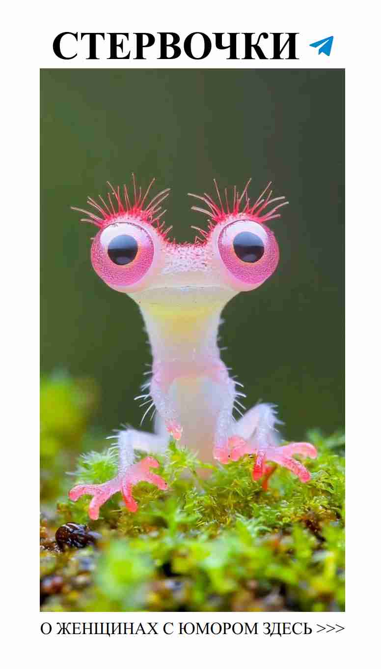 Женская симпатия: влюбление в мир лесных тварей Женская симпатия: влюбление в мир лесных тварей