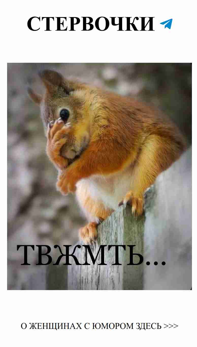 Когда белки шутят о любви: смешно и влюбленно Когда белки шутят о любви: смешно и влюбленно